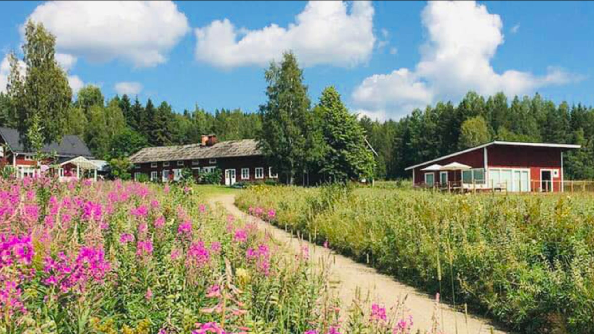 Shantiland i högsommarblomning